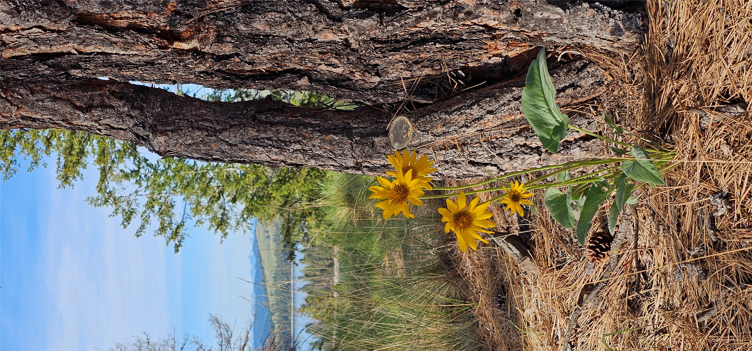Polson, Montana 59860, United States, ,Land,Active,175284
