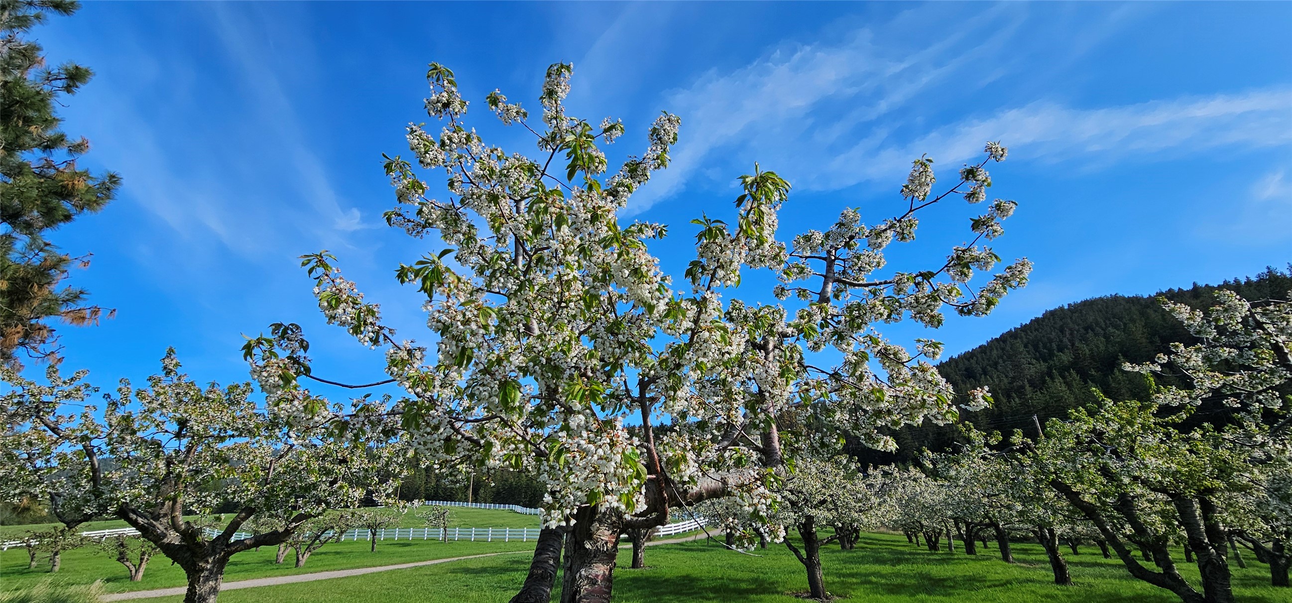 Polson, Montana 59860, United States, ,Land,Active,175284