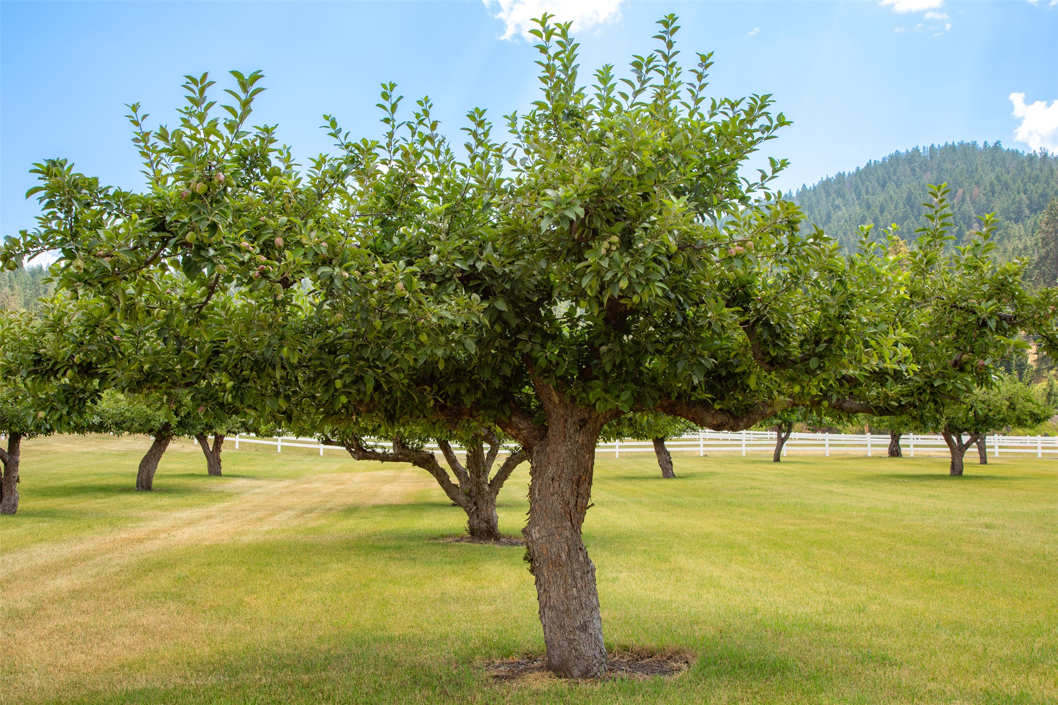 Polson, Montana 59860, United States, ,Land,Active,175284