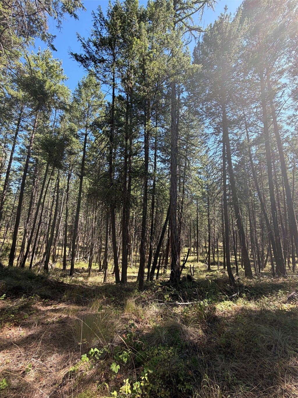 Photo of 257 Bridger Road, Lakeside, MT 59922 (MLS # 30077655)