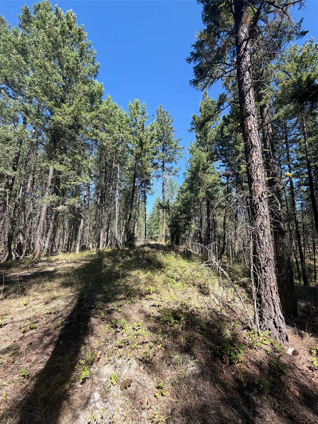 Photo of 257 Bridger Road, Lakeside, MT 59922 (MLS # 30077655)