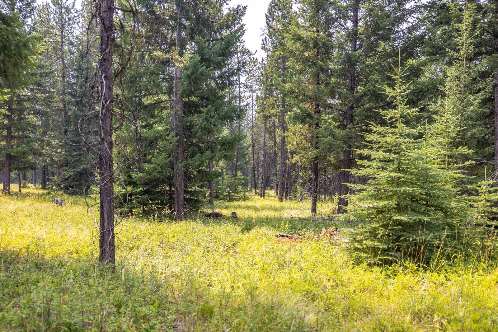 NHN Fortine Creek Road