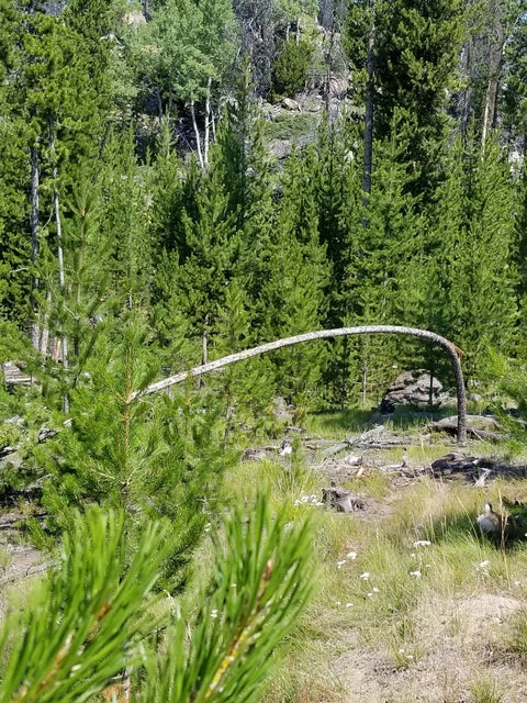 Tiny photo for NhN Sparo #10467, Butte, MT 59701 (MLS # 30076652)