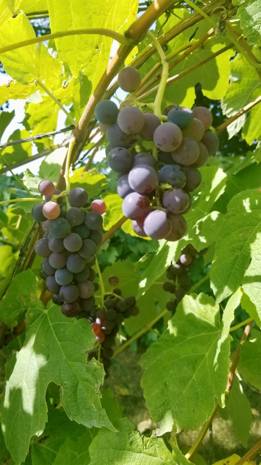 Missoula, Montana 59808, United States, 4 Bedrooms Bedrooms, ,3 BathroomsBathrooms,Residential,Pending,58651