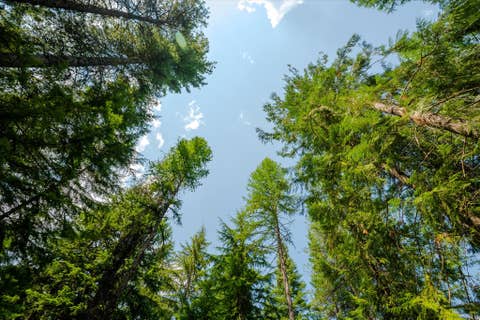 Tiny photo for 1224 MT Hwy 200, Noxon, MT 59853 (MLS # 30076986)