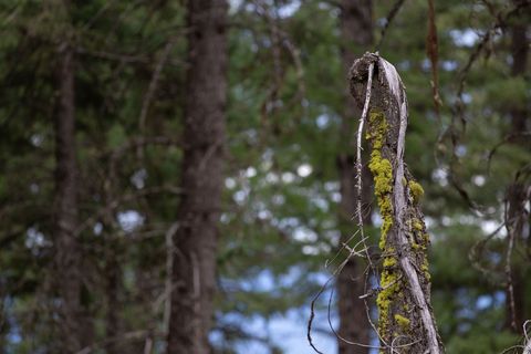 Tiny photo for 142 Rosewood Lane #Lot 18, Whitefish, MT 59937 (MLS # 30053504)