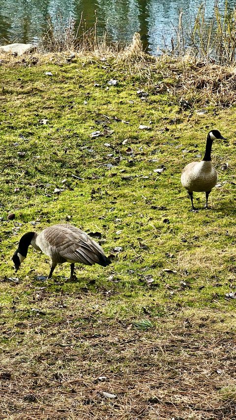 Tiny photo for 21481 Nine Mile Road #West Road, Huson, MT 59846 (MLS # 30068597)