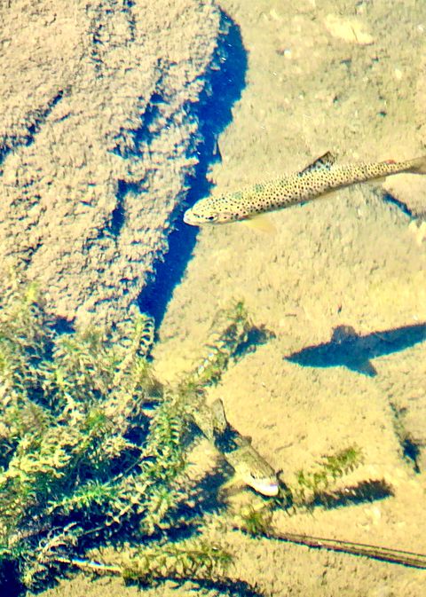 Tiny photo for 21481 Nine Mile Road #West Road, Huson, MT 59846 (MLS # 30068597)