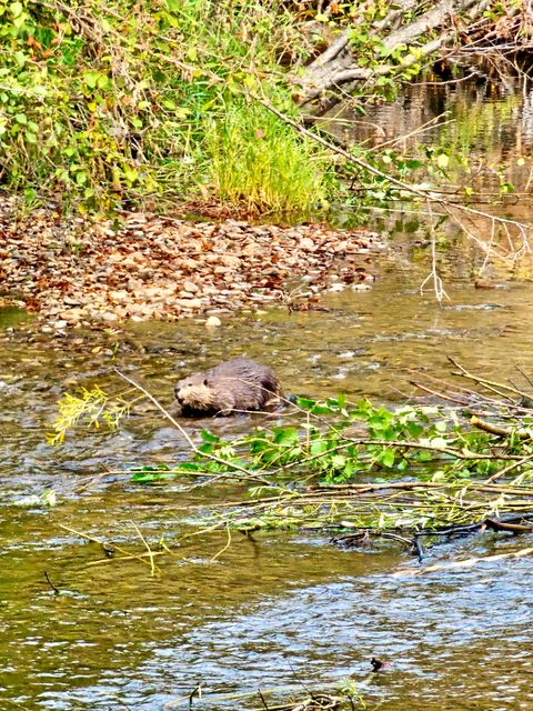 Tiny photo for 21481 Nine Mile Road #West Road, Huson, MT 59846 (MLS # 30068597)