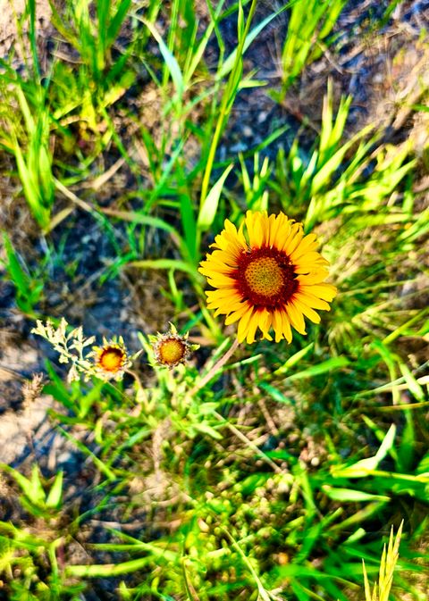 Tiny photo for 21481 Nine Mile Road #West Road, Huson, MT 59846 (MLS # 30068597)