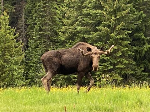 1876 Timber Creek Road Haugan MT 59866