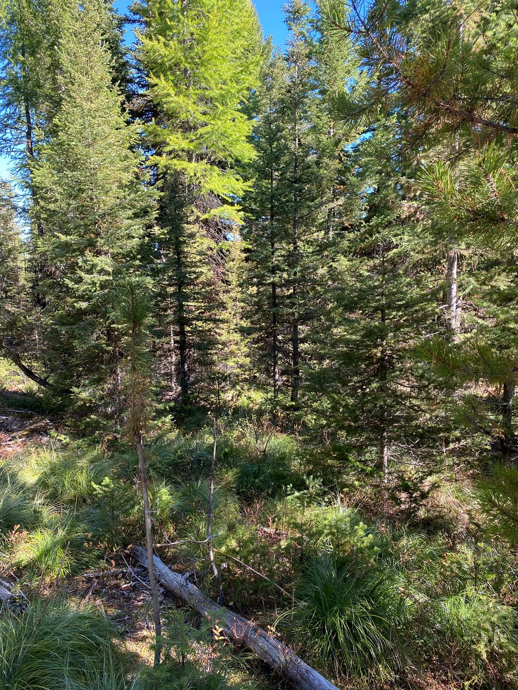 Photo of NHN Mill Creek Road, Frenchtown, MT 59834 (MLS # 30068876)