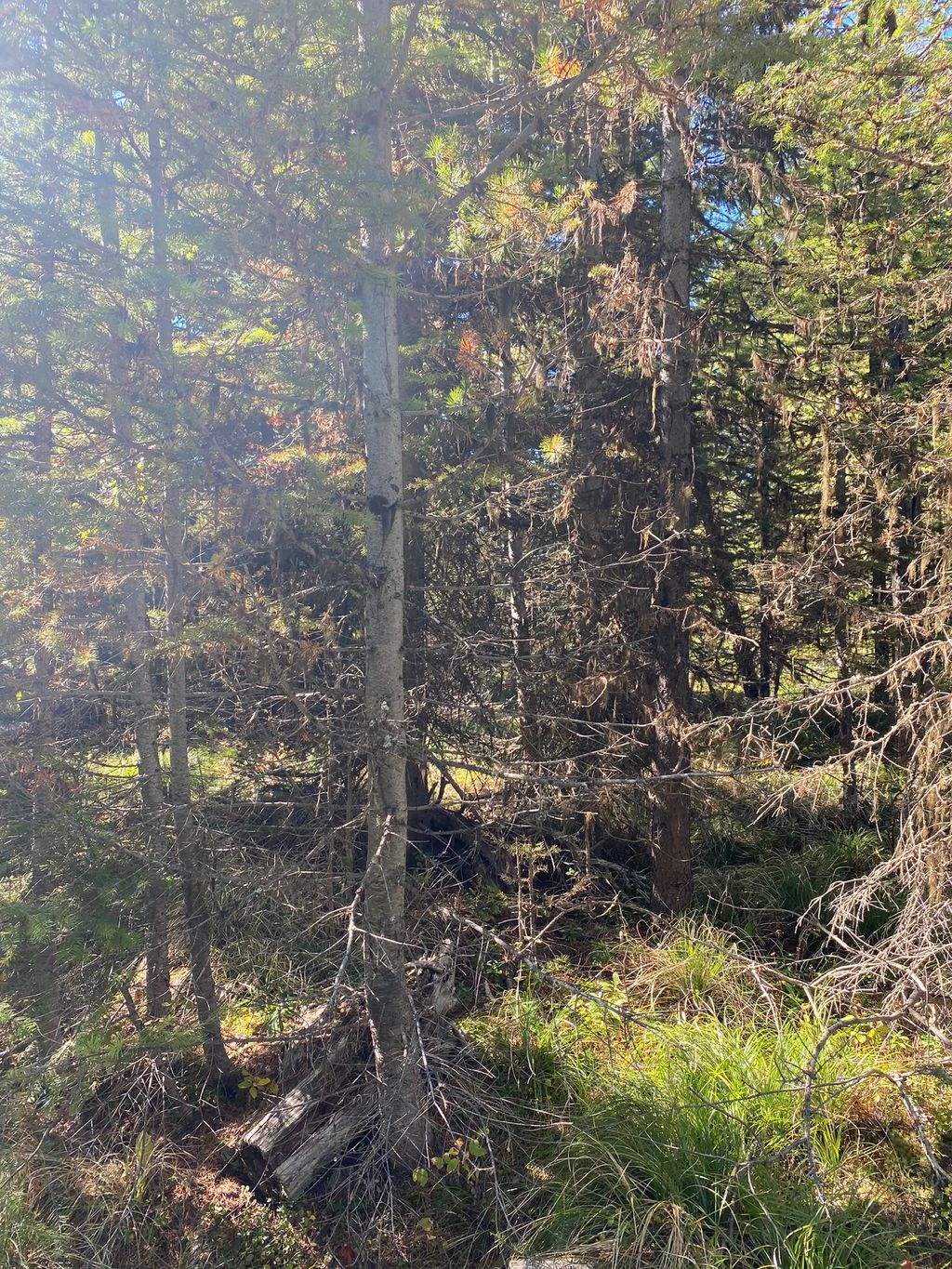 Photo of NHN Mill Creek Road, Frenchtown, MT 59834 (MLS # 30068876)