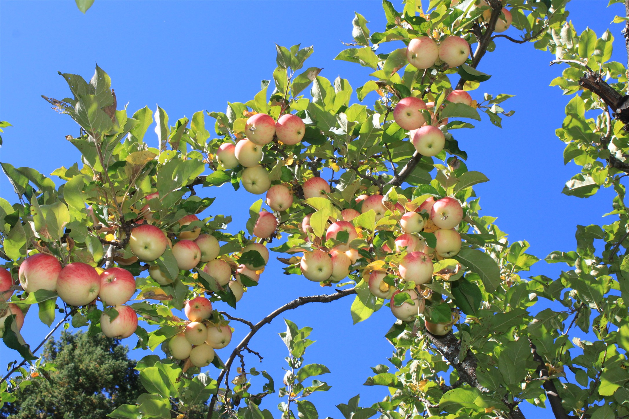 Bigfork, Montana 59911, United States, 3 Bedrooms Bedrooms, ,2 BathroomsBathrooms,Residential,Active,162628