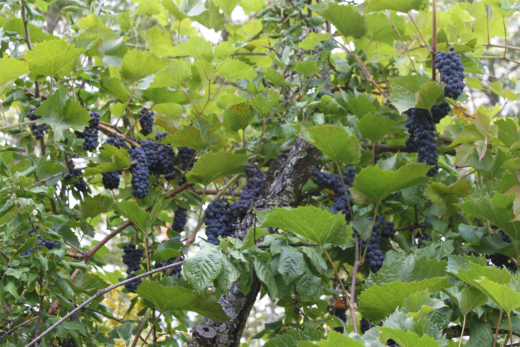 Bigfork, Montana 59911, United States, 3 Bedrooms Bedrooms, ,2 BathroomsBathrooms,Residential,Active,162628