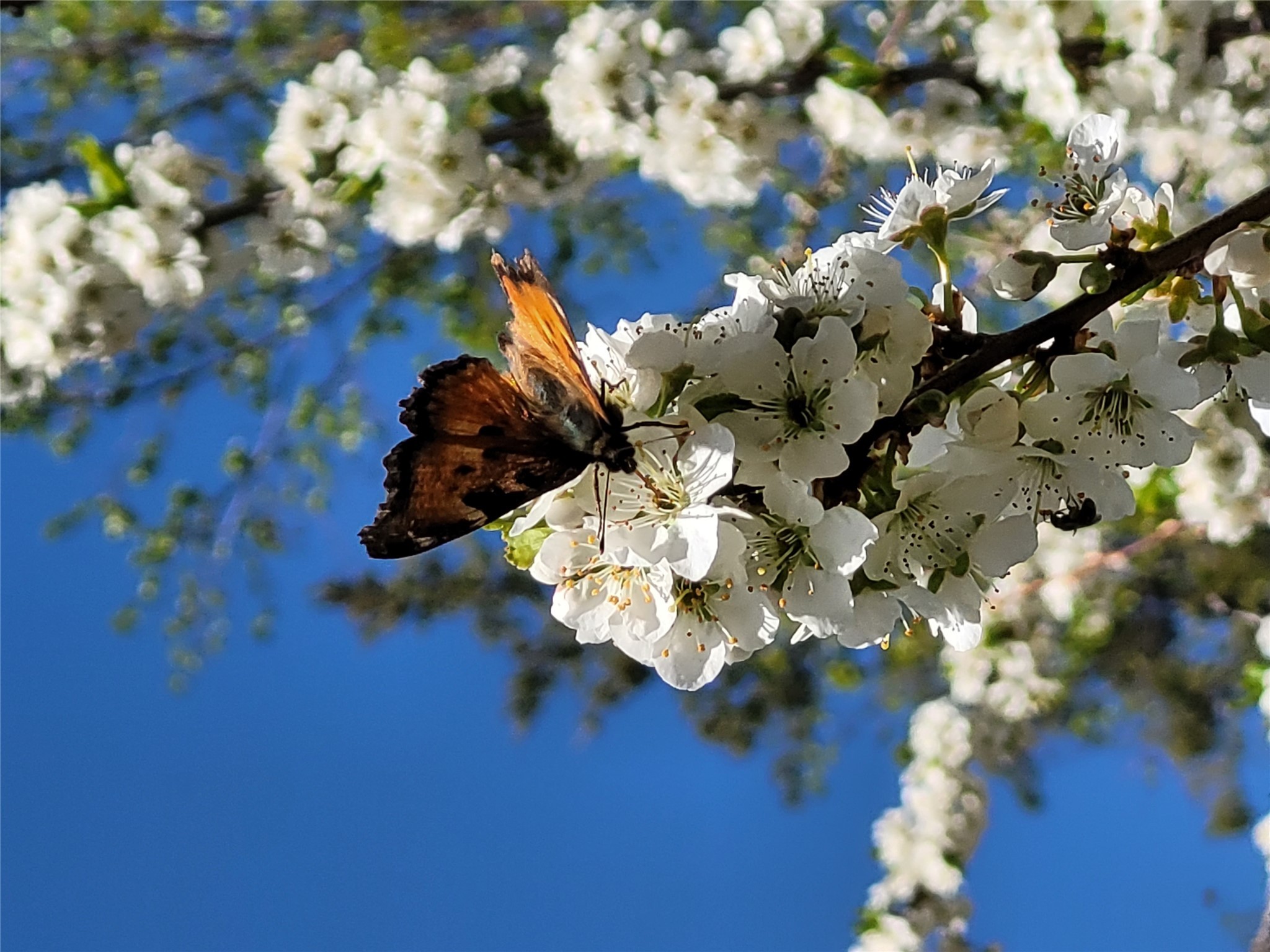 Bigfork, Montana 59911, United States, 3 Bedrooms Bedrooms, ,2 BathroomsBathrooms,Residential,Active,162628