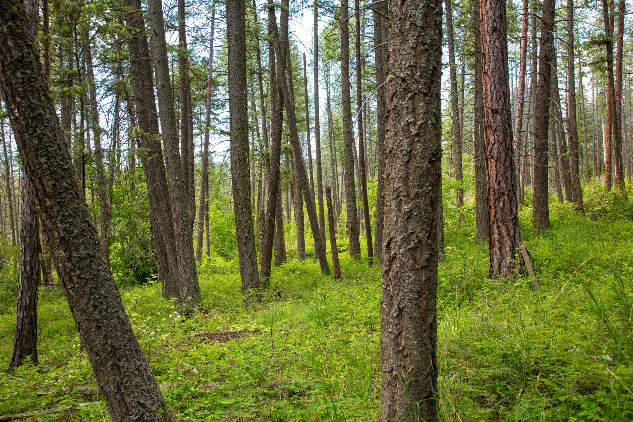 Bigfork, Montana 59911, United States, 3 Bedrooms Bedrooms, ,2 BathroomsBathrooms,Residential,Active,162628