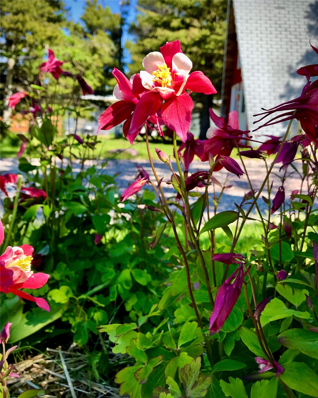 East Glacier Park, Montana 59434, United States, ,Commercial,Active,132835