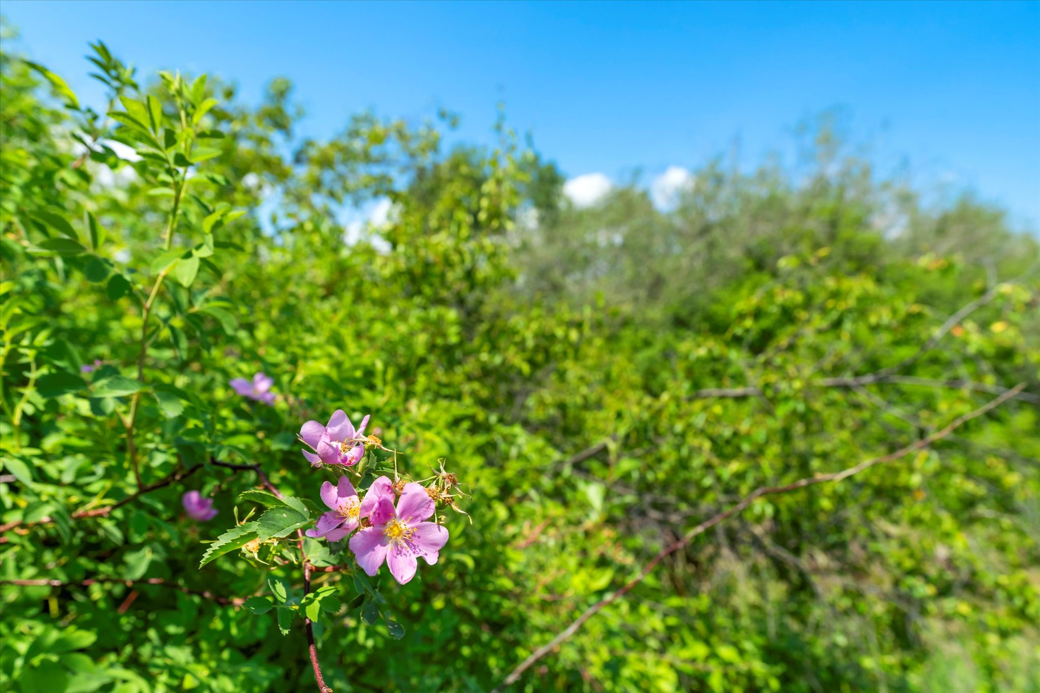 Kalispell, Montana 59901, United States, 5 Bedrooms Bedrooms, ,3 BathroomsBathrooms,Residential,Active,160207