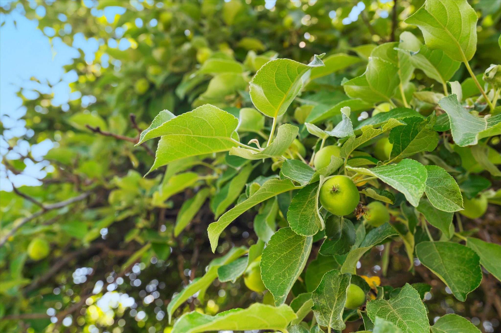 Kalispell, Montana 59901, United States, 5 Bedrooms Bedrooms, ,3 BathroomsBathrooms,Residential,Active,160207