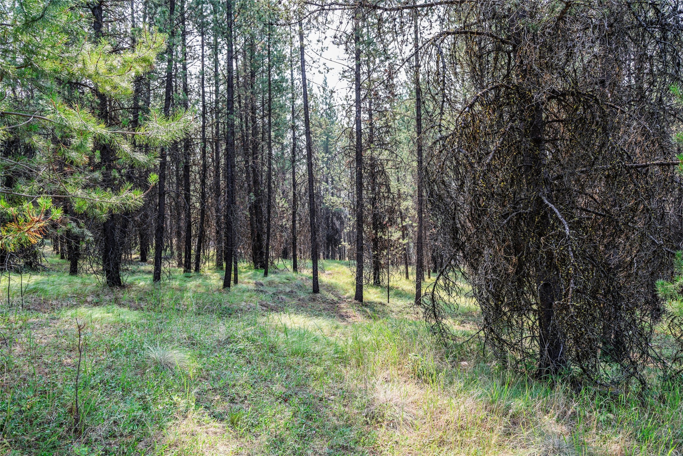 195 Osprey Way