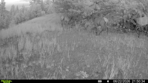 Tiny photo for Nhn Bighorn Ranch, Plains, MT 59859 (MLS # 30072929)