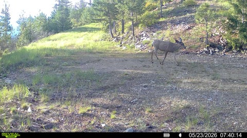 Tiny photo for Nhn Bighorn Ranch, Plains, MT 59859 (MLS # 30072929)