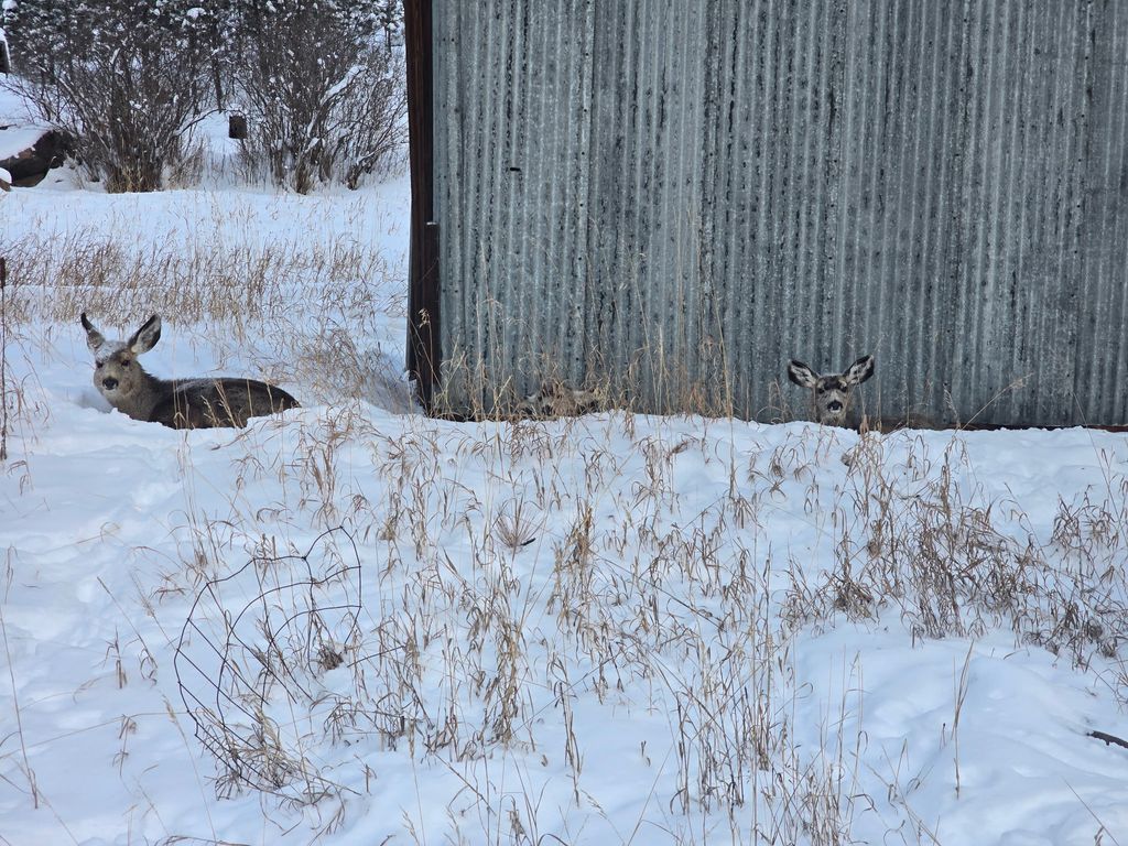 Photo of 211 Warm Springs Creek Road, Clancy, MT 59634 (MLS # 30066403)