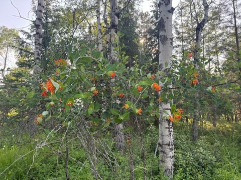 Tiny photo for 573 Armory Road, Whitefish, MT 59937 (MLS # 30060073)