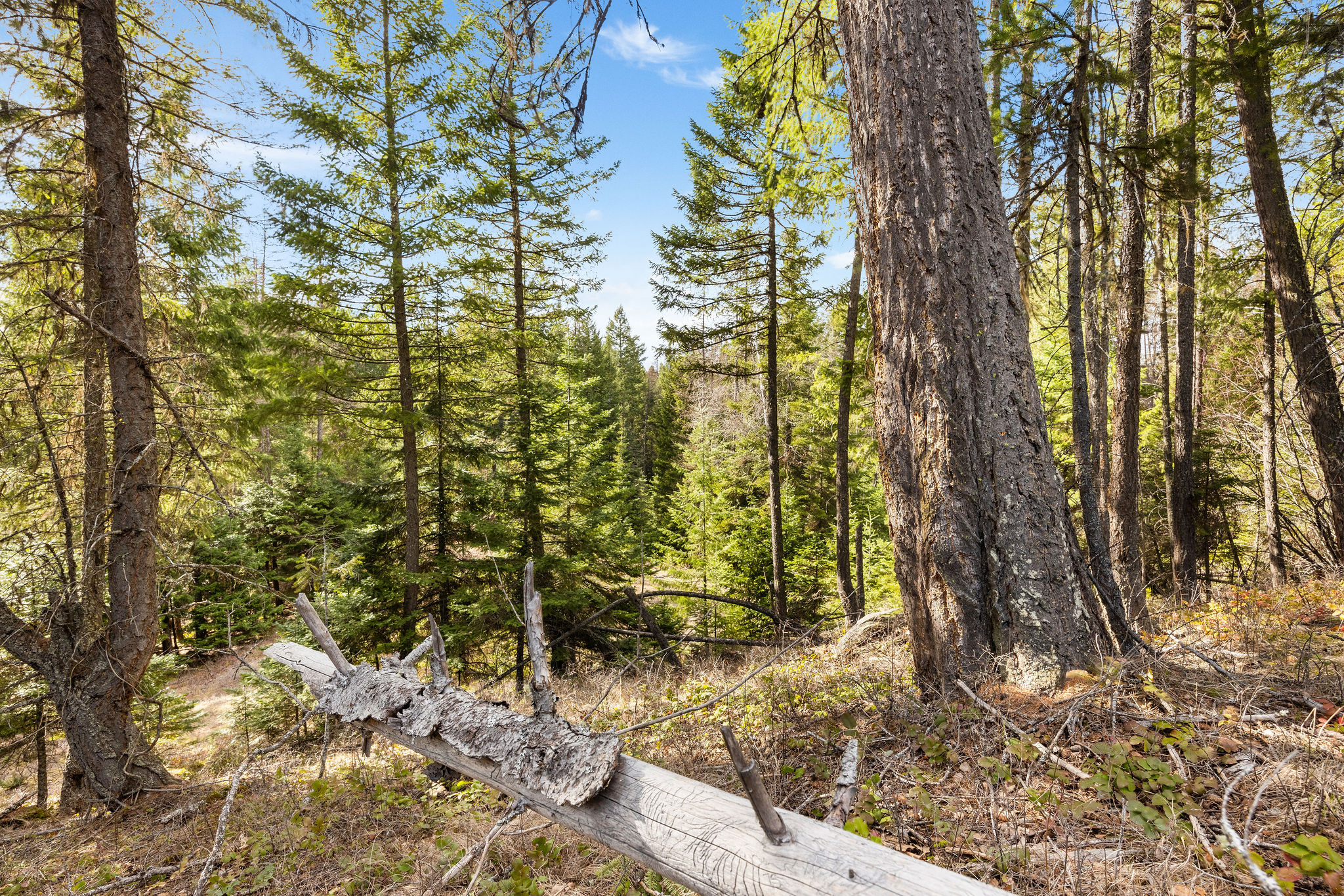 310 Rolling Ridge Drive