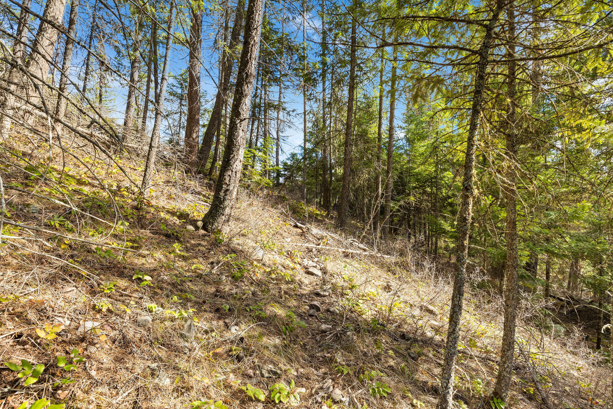 310 Rolling Ridge Drive