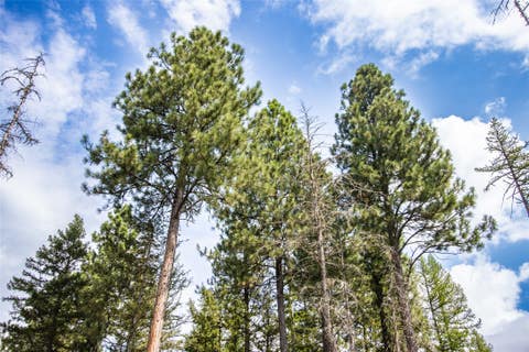 Tiny photo for 650 Boulder Ridge Trail, Columbia Falls, MT 59912 (MLS # 30077111)