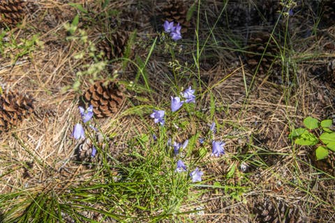 Tiny photo for 650 Boulder Ridge Trail, Columbia Falls, MT 59912 (MLS # 30077111)