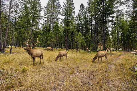 Tiny photo for 650 Boulder Ridge Trail, Columbia Falls, MT 59912 (MLS # 30077111)