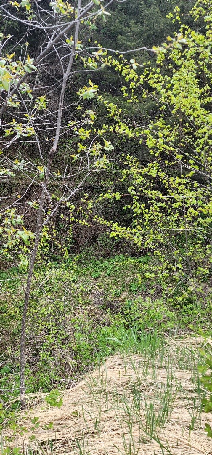 NHN Copper Ridge Road