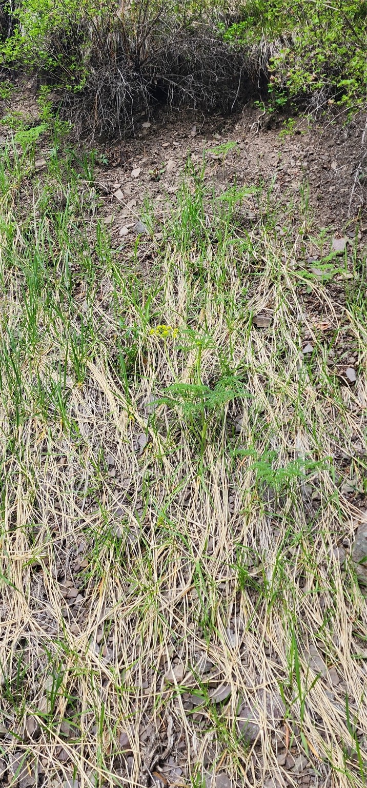 NHN Copper Ridge Road