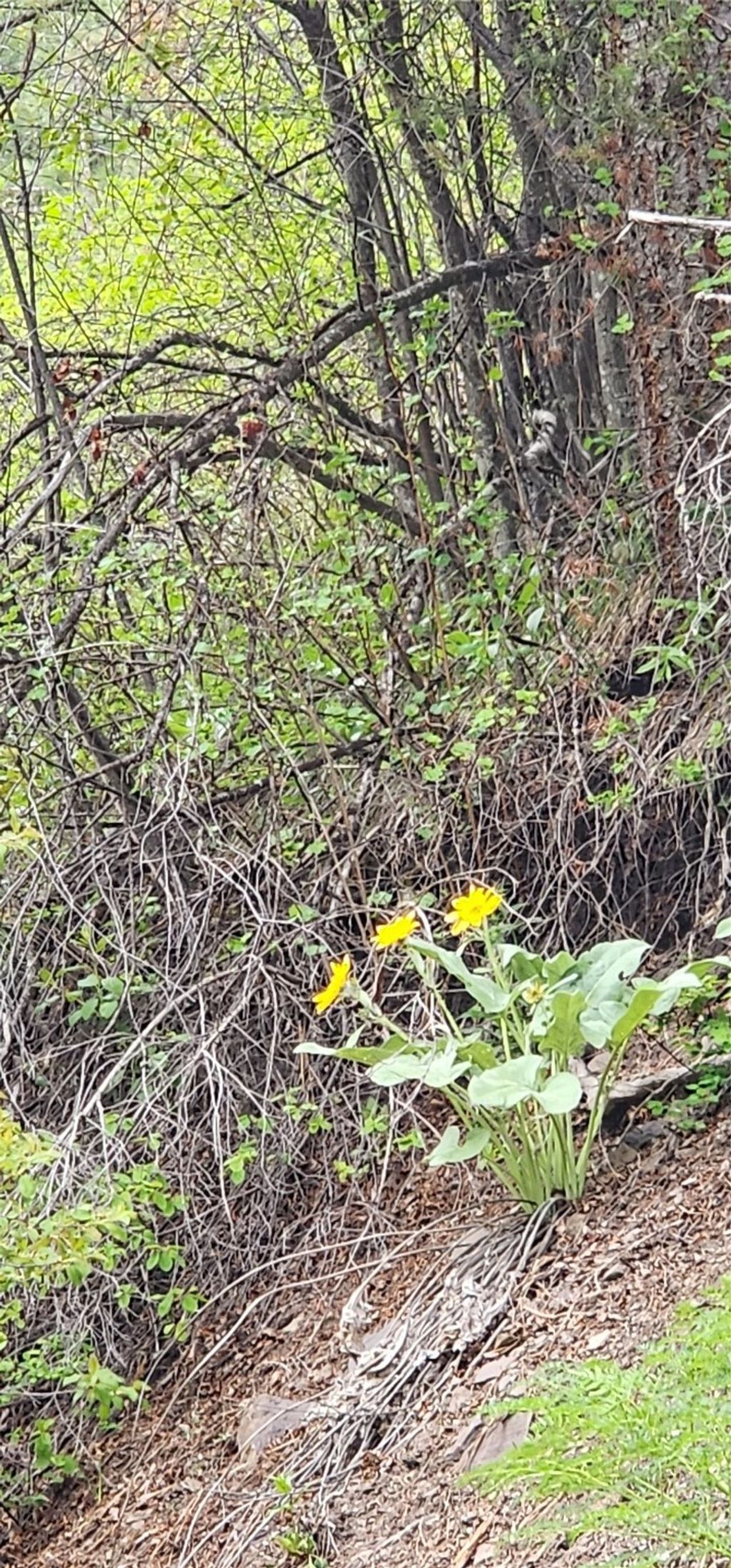 Photo of NHN Copper Ridge Road, Florence, MT 59833 (MLS # 30062330)