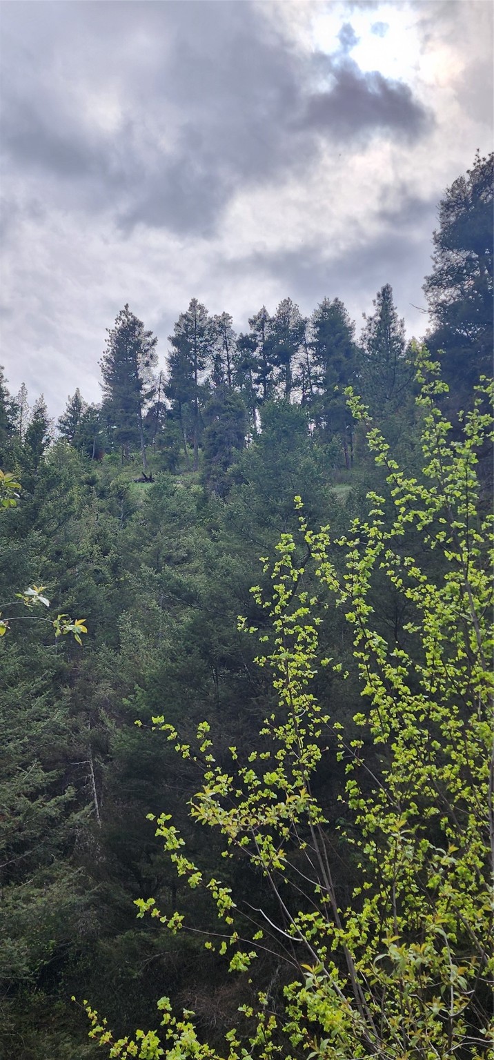 NHN Copper Ridge Road