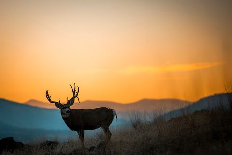 44625 Wild Horse Island Lane Dayton MT 59914