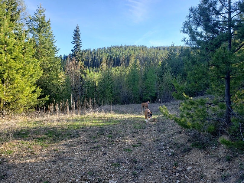 Tract 2 Nine Mile Road
