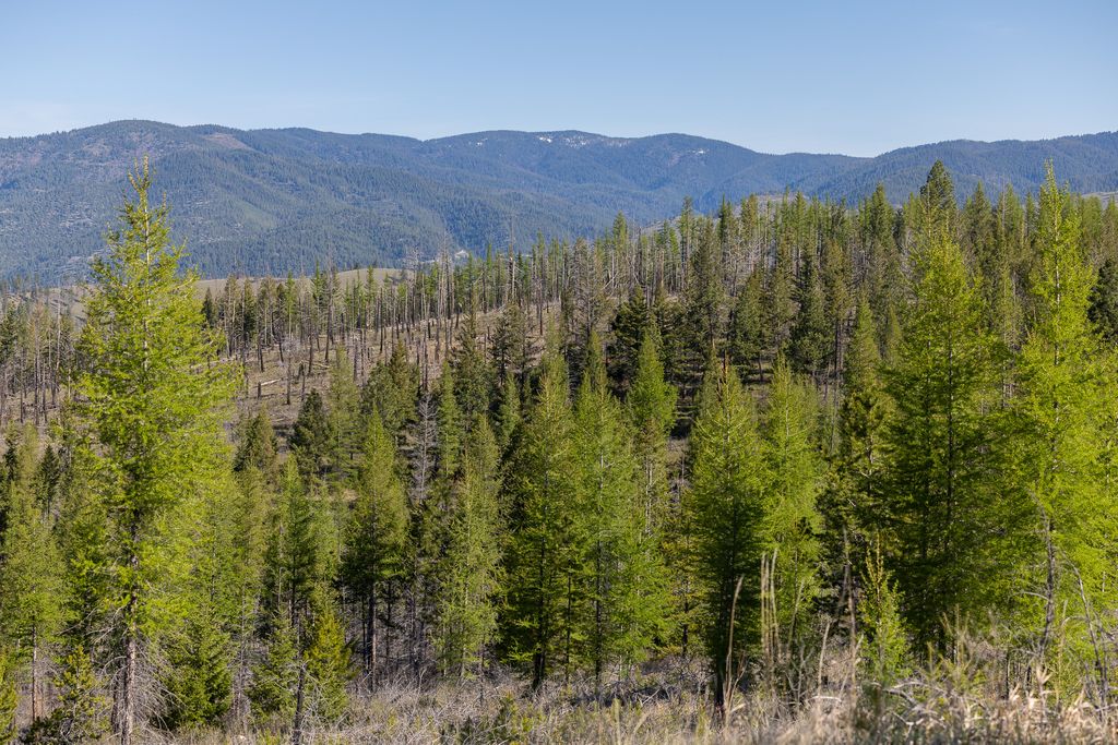 Photo of Lolo Peak Shadows, Lolo, MT 59847 (MLS # 30052809)
