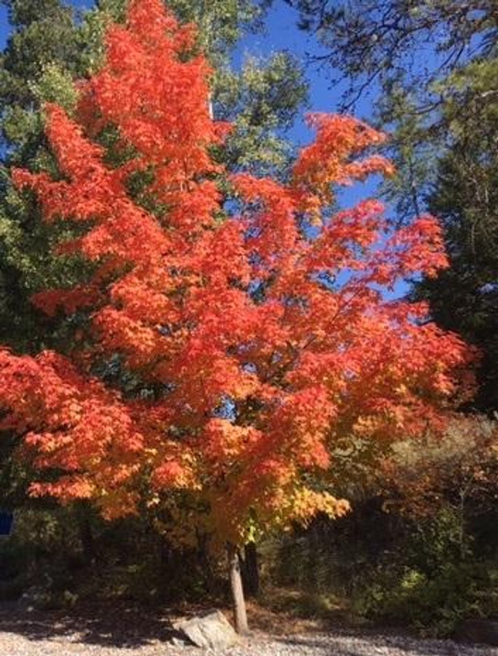 Photo of 1009 St. Andrews Drive #Unit 51T Wk 40, Columbia Falls, MT 59912 (MLS # 22018391)