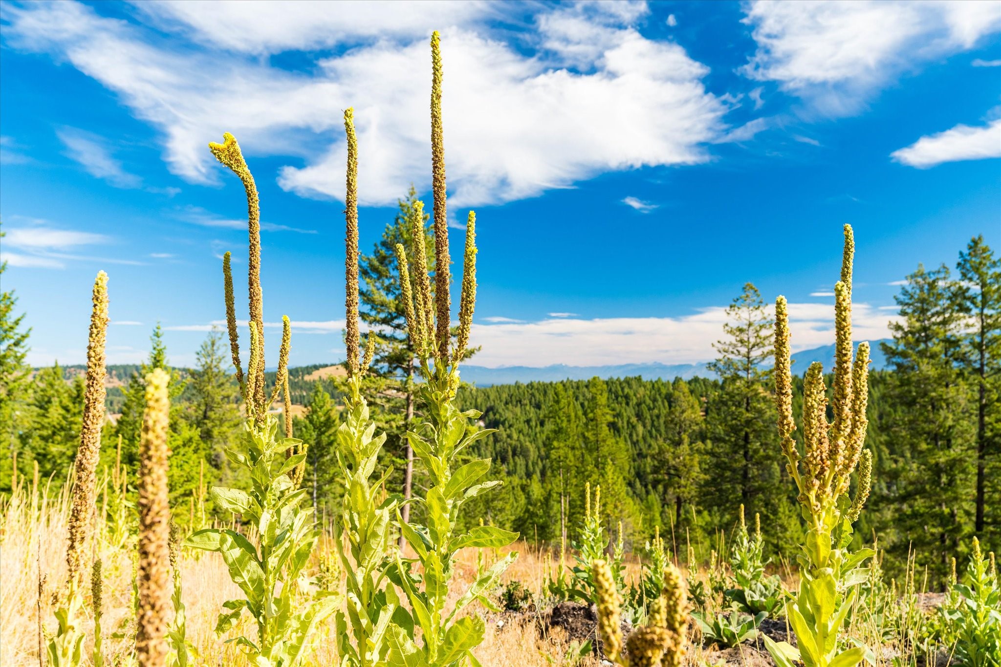 Kalispell, Montana 59901, United States, 2 Bedrooms Bedrooms, ,2 BathroomsBathrooms,Residential,Pending,43463