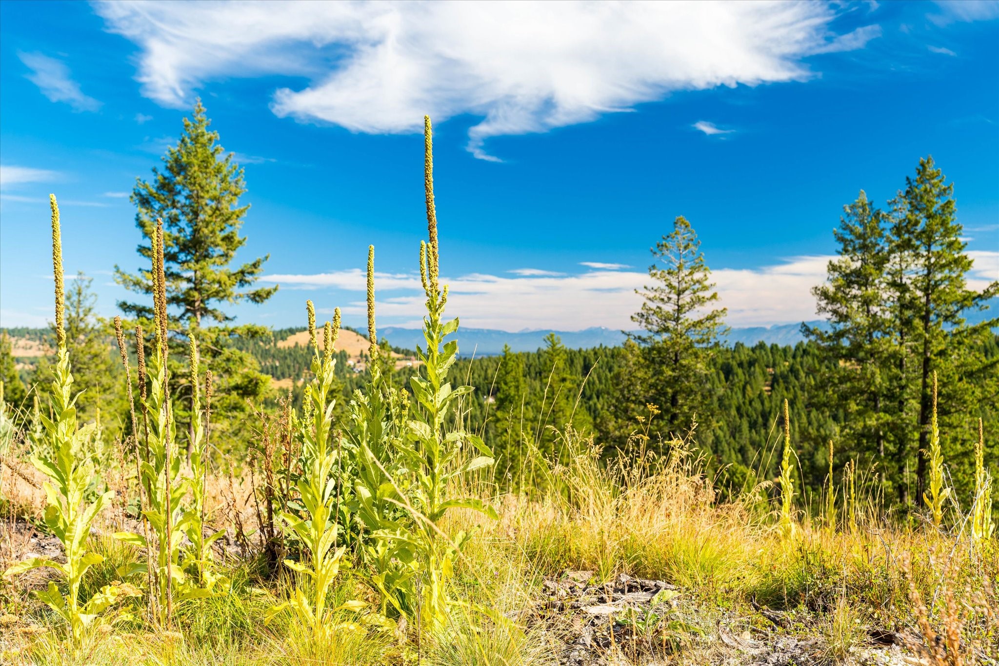 Kalispell, Montana 59901, United States, 2 Bedrooms Bedrooms, ,2 BathroomsBathrooms,Residential,Pending,43463