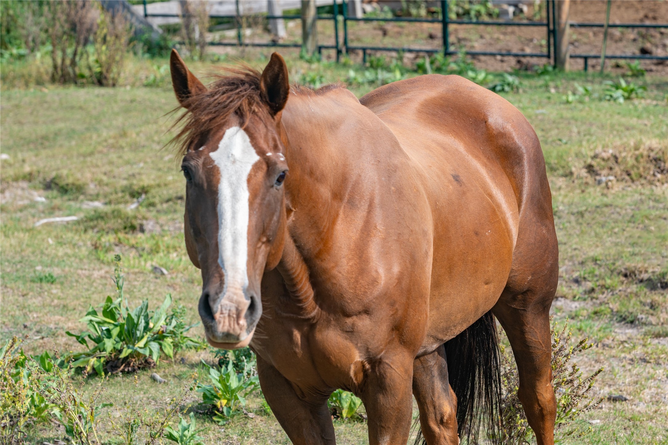 Condon, Montana 59826, United States, 3 Bedrooms Bedrooms, ,1 BathroomBathrooms,Residential,Active,47799