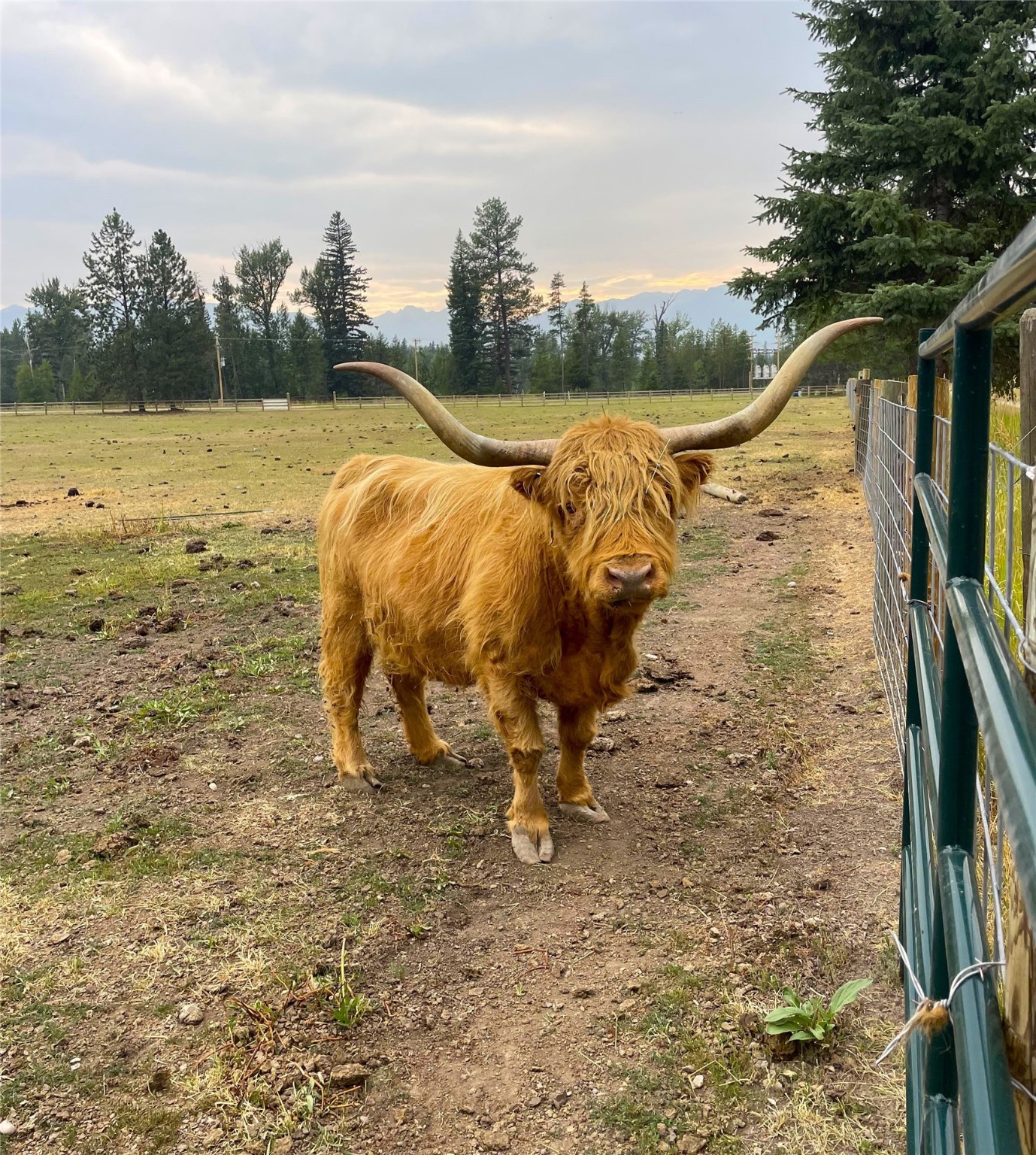 Condon, Montana 59826, United States, 3 Bedrooms Bedrooms, ,1 BathroomBathrooms,Residential,Active,47799