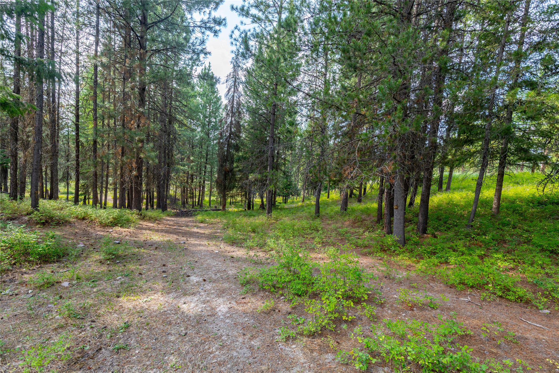 Condon, Montana 59826, United States, 3 Bedrooms Bedrooms, ,1 BathroomBathrooms,Residential,Active,47799