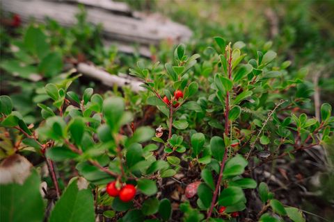 Tiny photo for NHN Styler Drive, Condon, MT 59826 (MLS # 30071645)