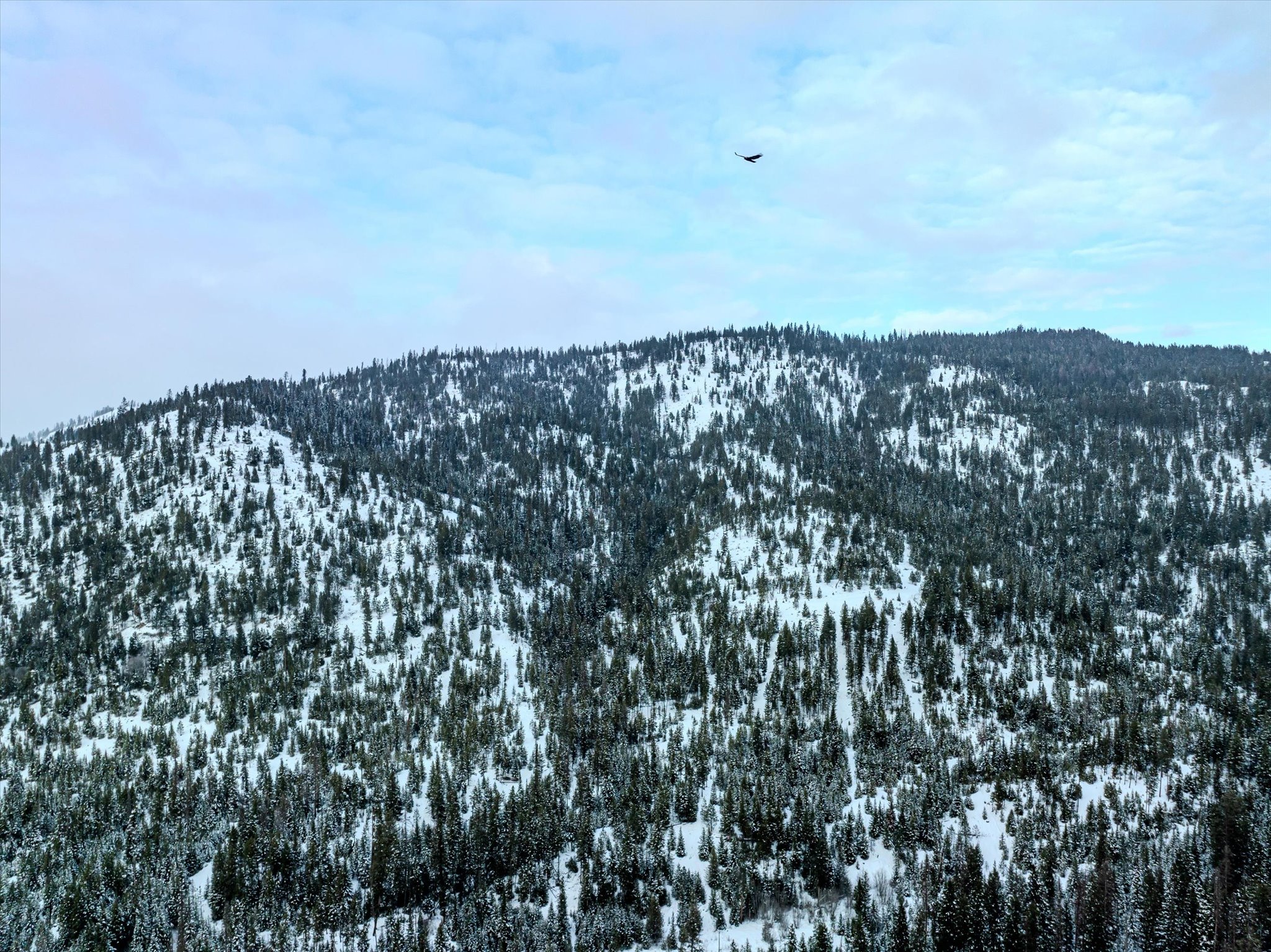 Nhn McGinnis Meadows - Bayhorse Road Section 1
