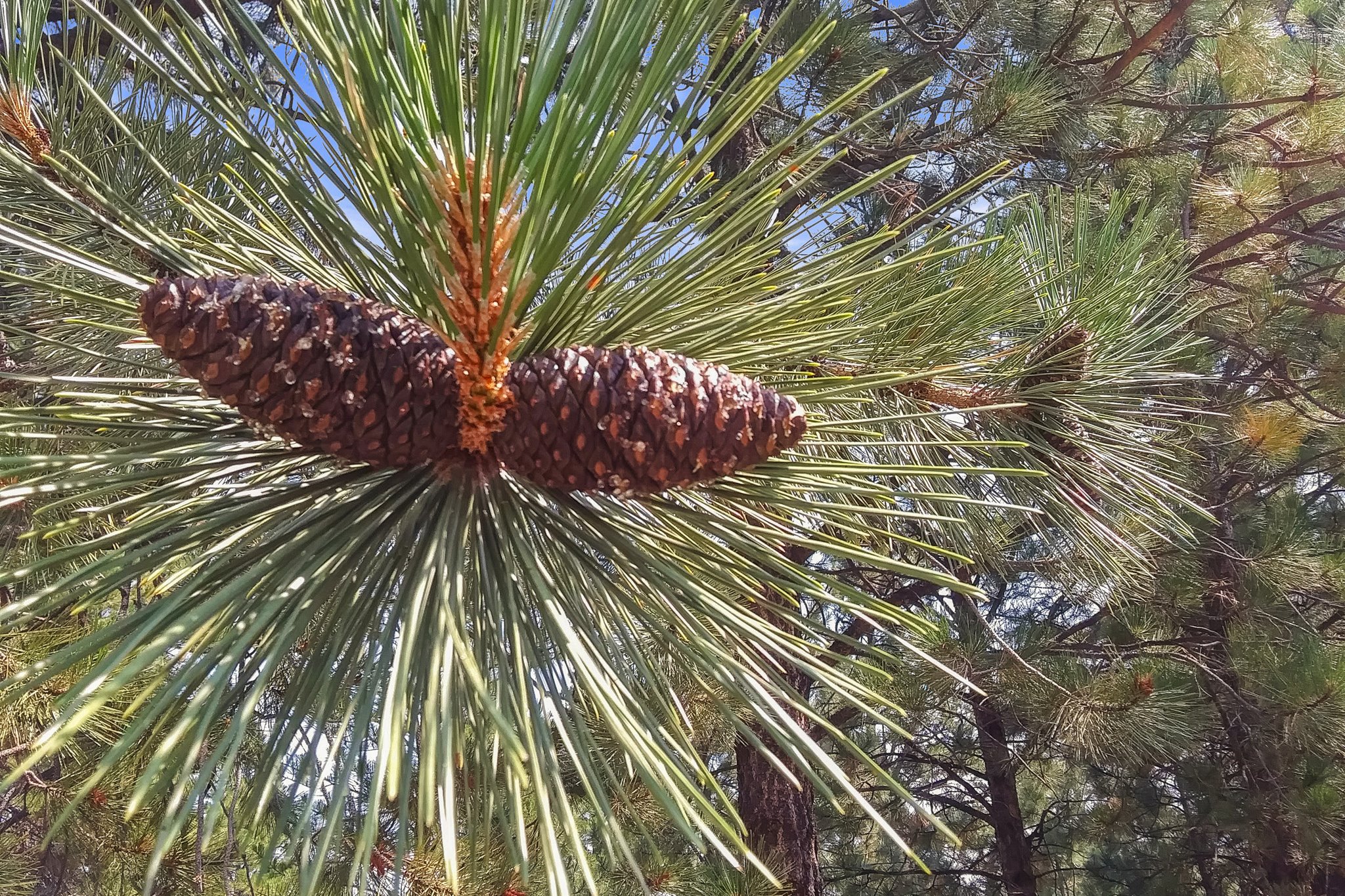 2850 Baxendale Drive